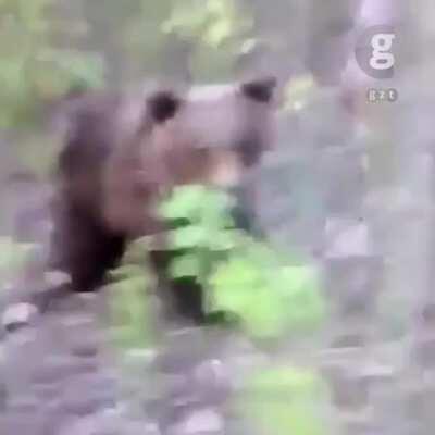 Idiot gets lucky as bear attacks him after he kicked the bear in the behind