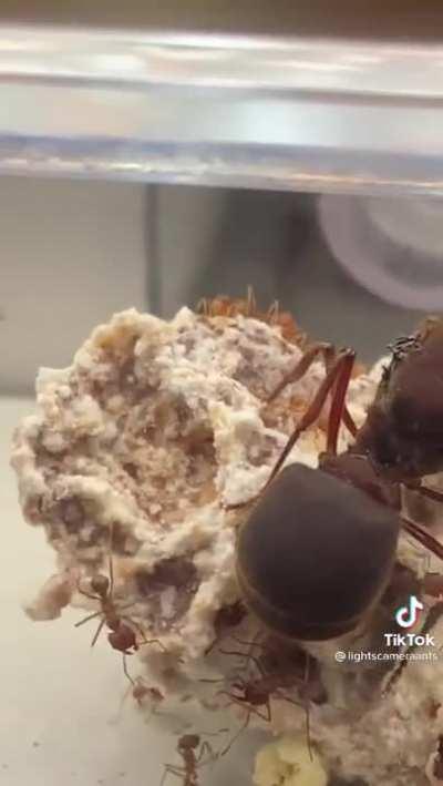 Didn't know ant queens get this big