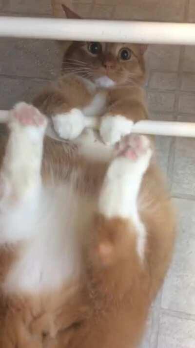 Nothing this cat does makes sense