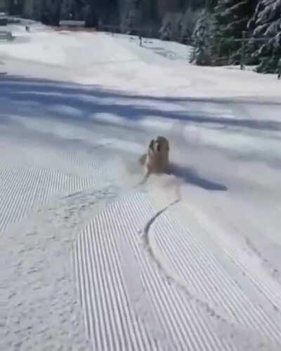 Living the dreams 🐕