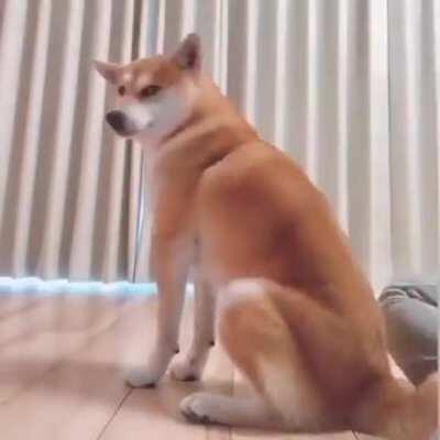 The difference between dogs and cats...