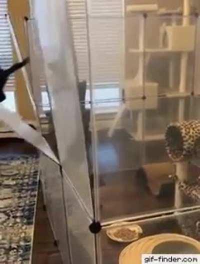 To hold the kitty inside the cage