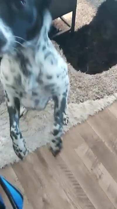 Got to hide his harness because he gets quite excited when he sees it.