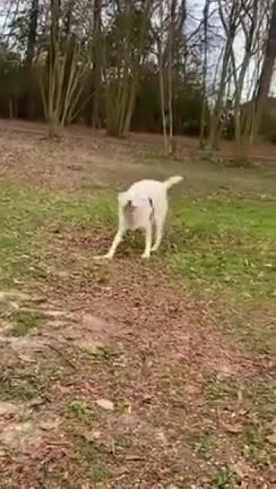 Blind doggo suddenly smells her owner