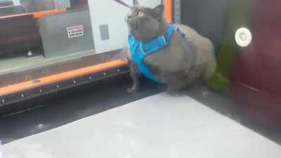 Chonky girl's first time on a treadmill trying to lose weight