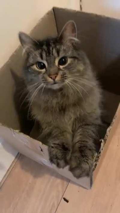 My wee girl nala, sitting in her favourite box