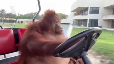 Orangutan drives a golf car