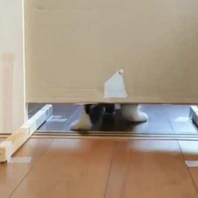 He passed the door gap test tho...