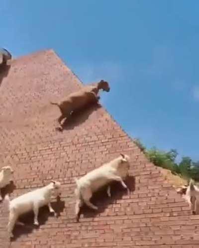 Goat players have some off the best climbing skills in the game