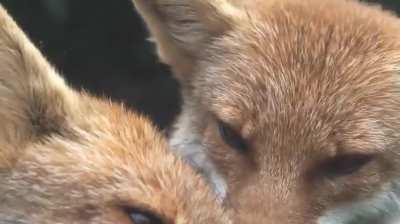 🔥This fox is doing grooming nibble, which is a common bonding behaviour in social animals..