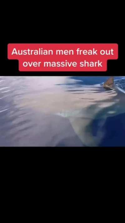 Aussie commentary makes everything better. (A 'white pointer is a great white) This one is apparently 6 meters (19.8ft). 