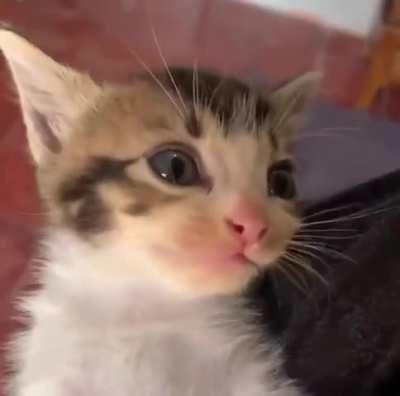 Its getting to my brain (the bugs) 