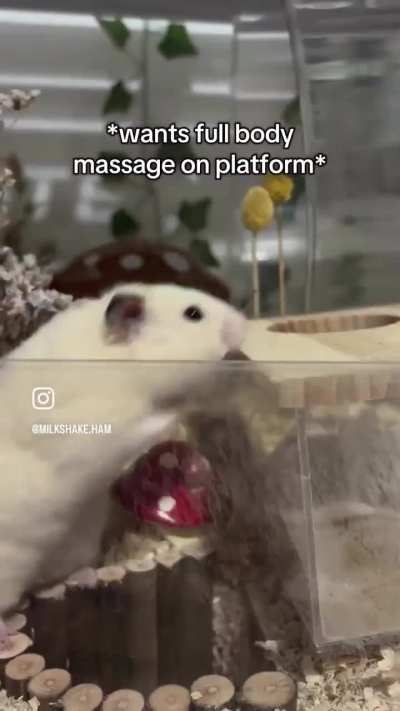 Hamster realises its owner is home.