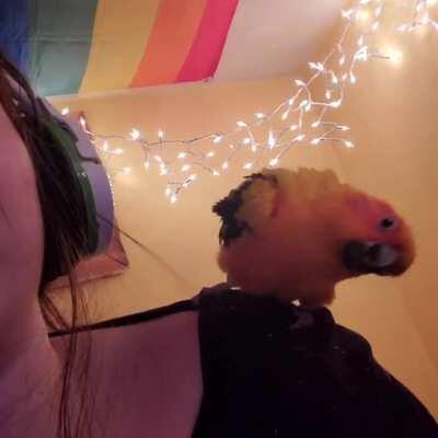 Adopted this little guy a couple days ago! Meet Mango!