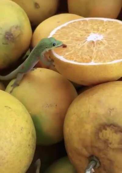 🔥 A little gecko enjoying an orange 🔥