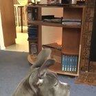 Her ears are too precious :)