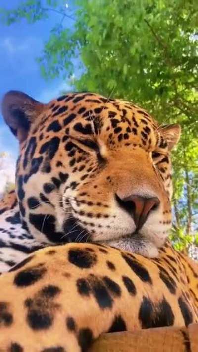 Absolute unit of a Jaguar