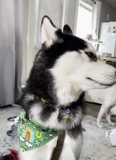 I demand another walk!