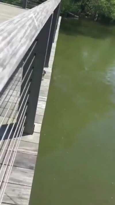 Seeing How Ducklings Take Their First Ever Jump.