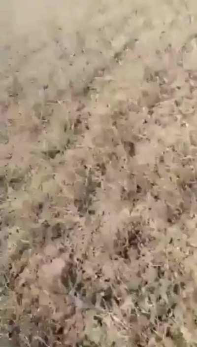 Prarie dog self defense