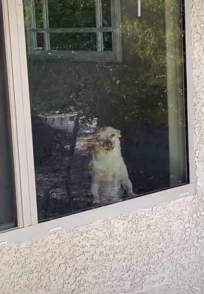 She saw her owner pet another dog..
