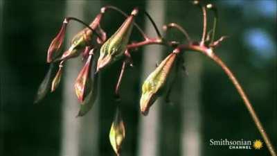 This plant explodes when touched