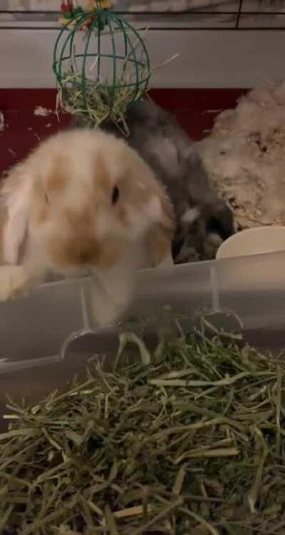 Excuse me miss I’d like to fill your hay 🥲