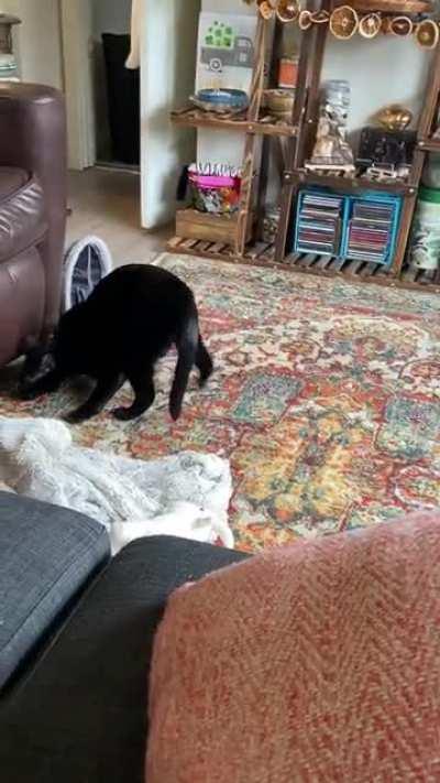 The goat and the greebles must be conspiring now