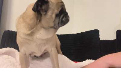 Scratches stop when Tiberius says they stop.