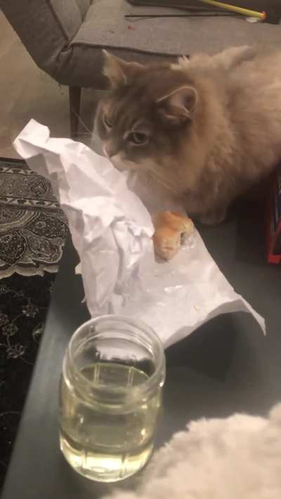 Don’t know how he infiltrated my bagel sandwich. Must’ve picked the lox! 🙈