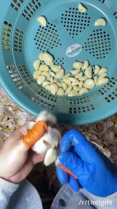 Popping garlic cloves