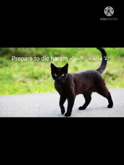 Hp lovecraft cat name لحظة اسم القط