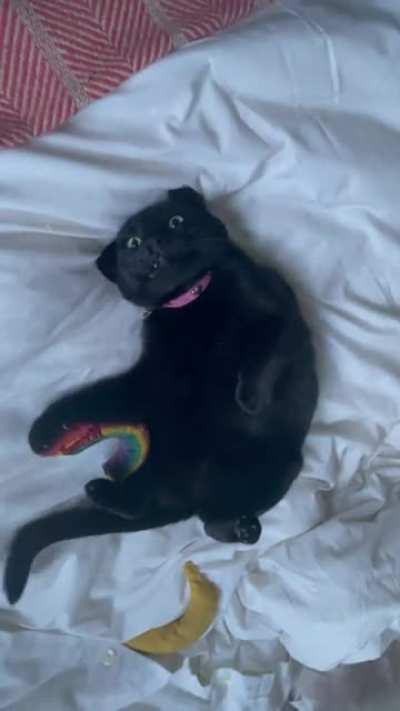 Her morning catnip fix 🍁🌈