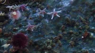 Ледяная тентакля вмораживает в дно несчастную живноту