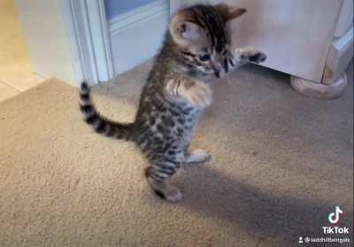 This smol boy avoiding mom’s long arm of the paw.