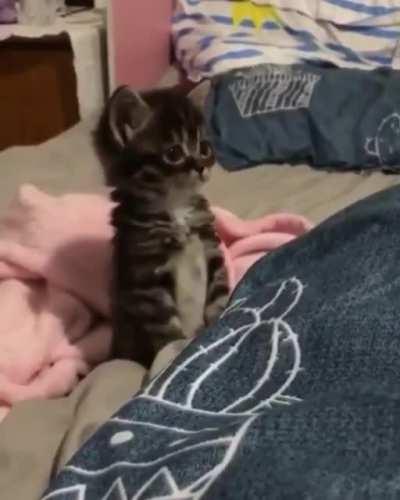 Cute and sweet catti 🐱