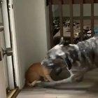 Cat perfectly executes his plan.