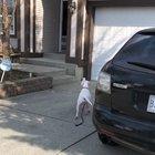 My dog’s trust issues make it hard for her to make new friends. Yesterday I surprised her with a 2 hour road trip to visit her besties that she moved 3 cities away from 5 months ago.