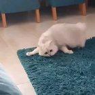 This is why I love cats.