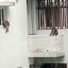 Monkeys having the time of there life, during the lockdown.