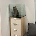 Setting up a new fish tank and came back to find my cat inside it