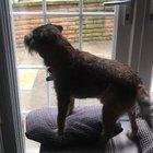 Zoomies on my return home after 6 months away!