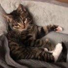 Can't Go to sleep without toy