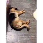 You can't fool me human.