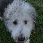 My brother's dog turned into a flashing beacon when this firefly got stuck in his hair