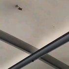 Ducks walking on a cold glass roof