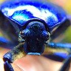 Sapphire Flower Beetle - a rare blue gem that is endemic to the high altitude mountaintops of Western Iran