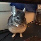 My chinchilla Bilbo is a little dramatic