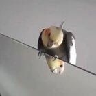 All fun and games until...