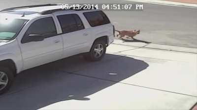 Gangsta cat saves kid from dog